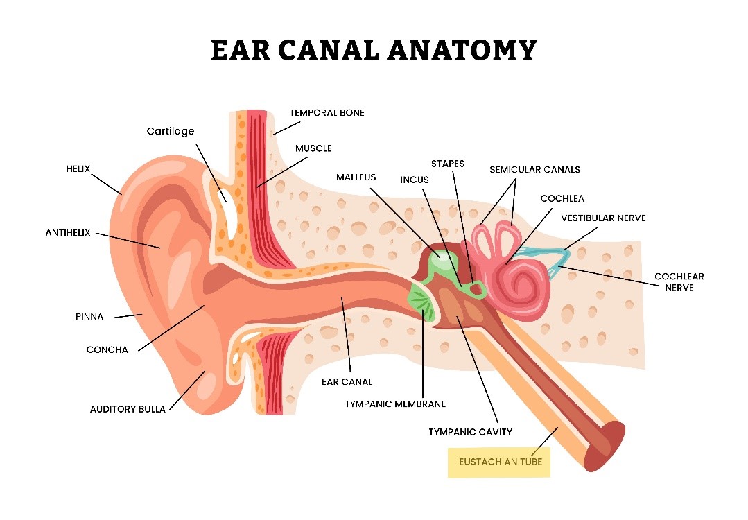 Ear Canal Anatomy